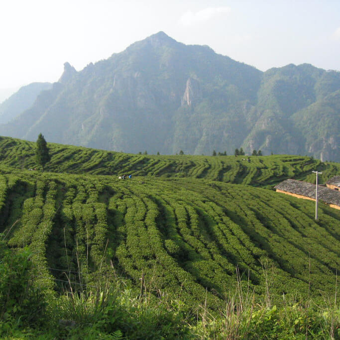 Lush green tea plantation with rolling rows of tea bushes, mountain backdrop, and a small building, perfect for tea connoi...
